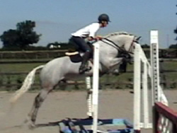Irish Connemara Pony 148cms Grey Gelding