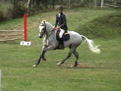 Irish Connemara Pony 148cms Grey Gelding