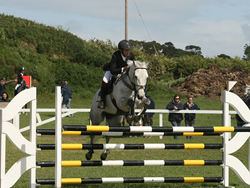 RDS 148 5/6 year old Qualifier 2007 Irish Connemara Pony