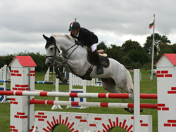 SCD 148ABC Whos Aero Irish Connemara Pony