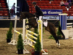 Ostara's Umberto National Pony Discovery Millstreet 2008