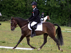 Ostara's Umberto Doing His Dressage!