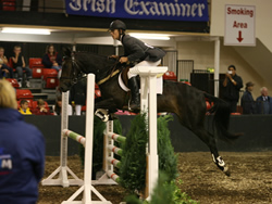 Irish Connemara Pony 148cms Grey Gelding