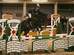Irish Pony 148cms Bay Mare