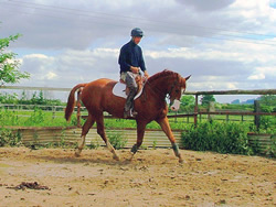 Irish Sport Horse: 168cms Chestnut Gelding