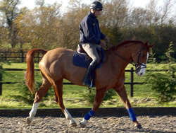 Irish Sport Horse: 168cms Chestnut Gelding