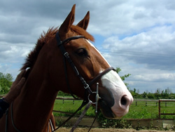 Irish Sport Horse: 168cms Chestnut Gelding
