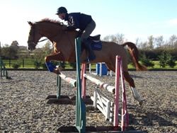 Irish Sport Horse: 168cms Chestnut Gelding