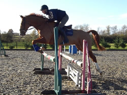 Irish Sport Horse: 168cms Chestnut Gelding
