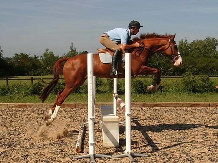 Irish Sport Horse:170cms Chestnut Gelding