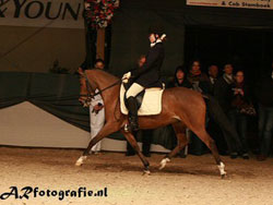 Full Sister: Aester Hannah Z1 Dressage