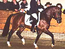 Sire : Aester El Nino