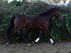 Slangenbyrg's Abel 148cms Dutch Sports Pony