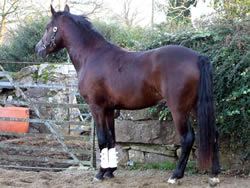 Dutch Sports Pony 148cms Stallion