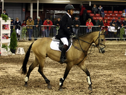 Whos DJ National Pony Discovery Millstreet 2008