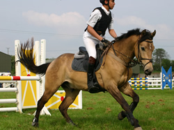 Ireland Dun Pony 148cms Gelding