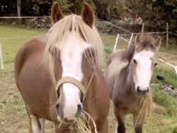 Irish Pony 128cms Dun Filly