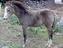 Irish Pony 128cms Dun Filly