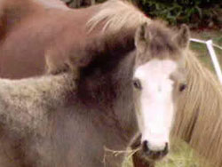 Irish Pony 128cms Dun Filly