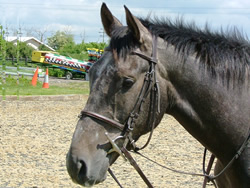 Irish Sport Horse: 163cms Grey Gelding