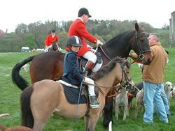 Irish Pony 123cms Dun Mare