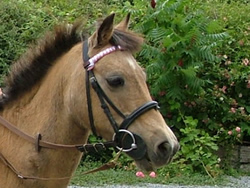 Irish Pony: 123cms Dun Mare