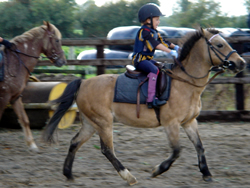 Irish Pony 123cms Dun Mare