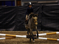 Irish Pony 123cms Dun Mare