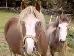 Irish Pony 120cms Chestnut Mare