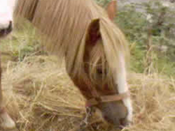 Irish Pony: 120cms Chestnut Mare