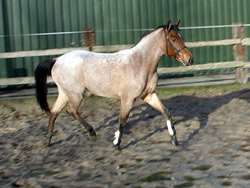 Ireland Roan Pony 148cms Mare