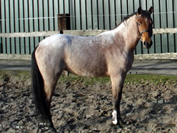 Ireland Roan Pony 148cms Mare