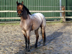 Ireland Roan Pony 148cms Mare