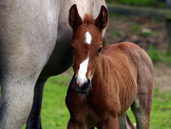 Whos China Rose 2008 Foal