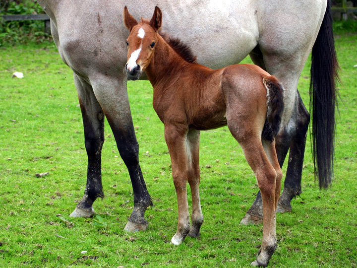 Whos China Rose 2008 Foal