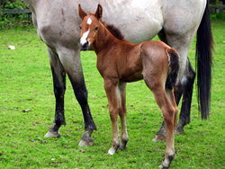 Whos China Rose 2008 Foal