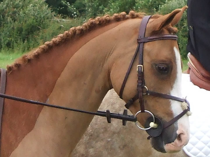 Irish Pony 128cms Whos Smart