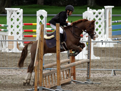 Irish Pony 128cms Chestnut Gelding