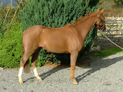 Irish Pony 128cms Chestnut Gelding