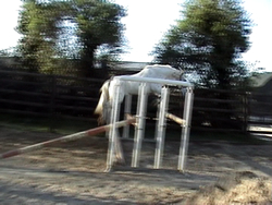 Irish Pony 148cms Appaloosa Gelding