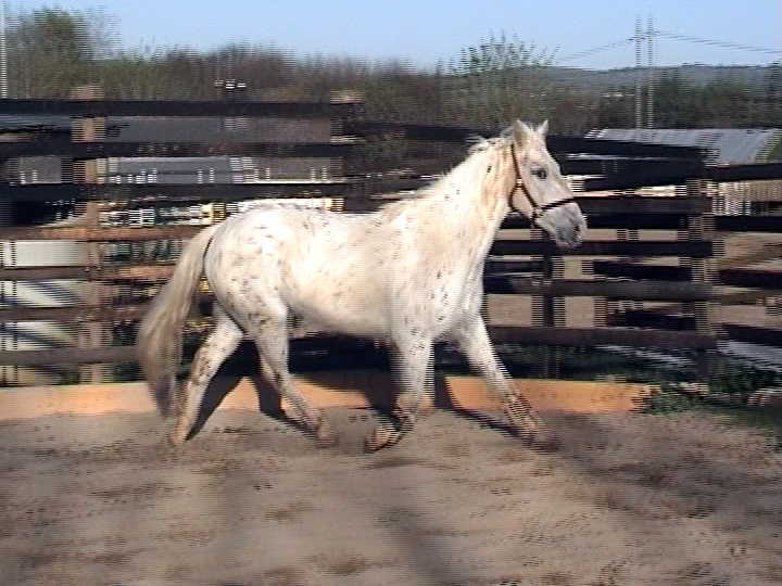 Irish Pony 148cms Appaloosa Gelding