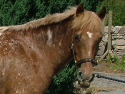 Irish Pony 138cms Appaloosa Gelding