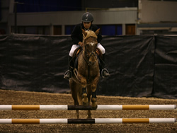 Irish Pony 138cms Appaloosa Gelding