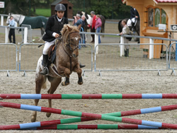 Irish Pony 138cms Appaloosa Gelding