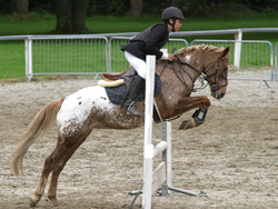 Irish Pony 138cms Appaloosa Gelding