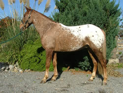Irish Pony 138cms Appaloosa Gelding