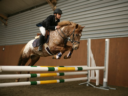 Irish Pony 138cms Appaloosa Gelding