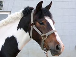 Irish Pony 138cms Coloured Skewbald Gelding