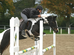 Irish Pony 138cms Coloured Skewbald Gelding