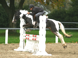 Irish Pony 138cms Coloured Skewbald Gelding